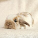 ペタッとしているうさぎさん ロップイヤー ブロークンオレンジ 羊毛フェルト  