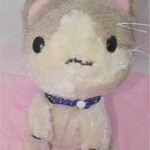 ハチワレねこ