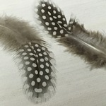 ホロホロ鳥 羽 ナチュラル 10枚セット 5-7cm    金具付き