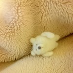 シロクマちん。