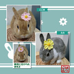 うさぎ用耳飾り🐰お花シリーズ第５弾「秋桜」