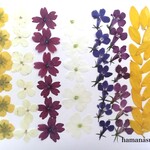 [ 押花素材183】小さな花　プレオプシスの花びら　ロベリア　アジサイ