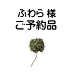 【 ふわら 様専用】大人のギャザースモックブラウス/長袖