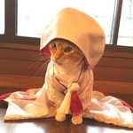 猫の白無垢　A