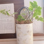 シャビーアイビー🌱