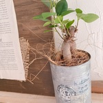 コンクリート調にガジュマル🌱