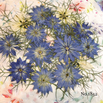 ♡new♡作家様必見♡ 可愛いニゲラのお花がいっぱい♡ 押し花セット