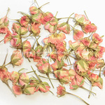【アウトレット品】押し花＊ミニバラの蕾(ピンク)（5ｇ入）【70634】