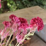 Sale けいとうのドライフラワー（有明：5本組）
