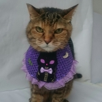 黒猫ハロウィンドレス