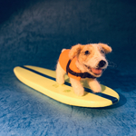 フェルト犬 サーフィン・ジャックラッセル　<MS006>