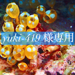 <専用>〜9月のウミウシさん達〜