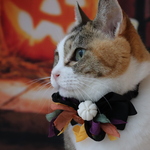 数量限定☆ホワイトパンプキンがちょっぴりアンティークなハロウィン首輪