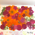 ♡new♡  ♡可愛い押し花セット♡ ♡使いやすい少量の押し花セット♡
