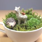 苔アラカルト