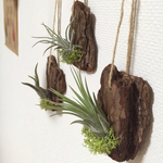 再販 癒しのグリーン 《エアープランツ》3個セット