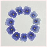 天然押し花素材　No.17