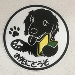 ゴールデンレトリバーお先にどうぞ(初心者マーク)