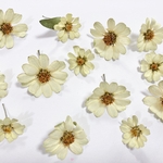 ジニア　ドライフラワー＊ヘッド13個