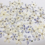 セントランサス＊押し花