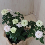 花色変化♡グリーンアイス♡ミニバラ♡麻巻き♡