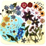 【ワンコイン/押花】押し花カラフルセット 花の旅