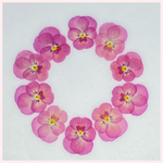 天然押し花素材　No.16