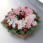 フォトなお花(ひいらぎ　かざろう♪)