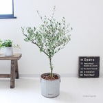 ＜オリーブ＞ブリキの植木鉢　現品 