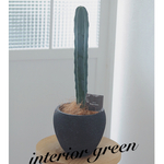 🌵渋い竜神木サボテン🌵プレゼントにも\❤︎/