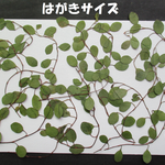 押し花　素材　花いろいろ(ワイヤープランツ)(１２枚)　８０６