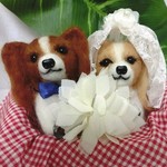 パピヨンのウエディング
