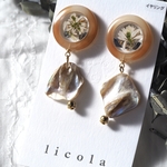 送料無料　シェルとユーフォルビアのイヤリング