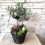 SOUJUオリーブの木　根元に草葉の鉢植え
