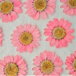 ノースポールの押し花＜ピンク6枚＞