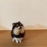 ポメラニアン(ブラックタン)