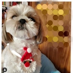 犬用クリスマスサンタチョーカー