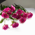5輪束 スプレー薔薇  ワイン d