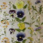 押し花 素材 金木犀他秋の小花セット　💐