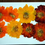 押し花商品【黄花コスモス】