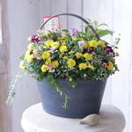 モモカとジジの花束植えギャザリングC
