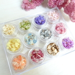 スターチス　花びら　ドライフラワー  カラフルパレット