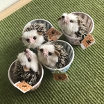 つむころハリネズミ※4-feuillesさまオーダー分
