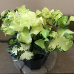観葉植物　へデラ　ムーンライト