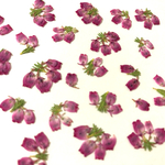エリカ ♡ 50輪 押し花 素材