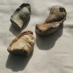 クジラの耳骨化石