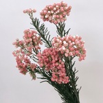 ライスフラワー＊チェリーブロッサム☆送料無料＆4点毎に1点おまけ付き♡ 