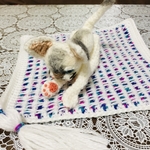ブチャニャン