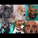 愛犬さんオーダー ペットロス虹の橋🌈製作   フレンチブル 殿くん ミニチュアダックスフント 姫ちゃん コーギー マロちゃん 樹脂粘土作品ハンドメイド  