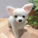 チワワ♡